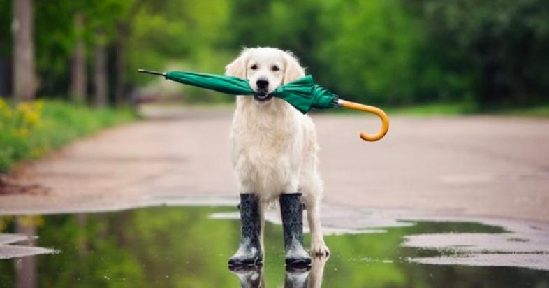 Photo of a dog standing in a puddle holding an umbrella in its mouth